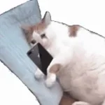 cat ringtone