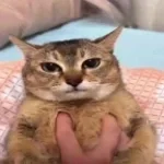 oh no no no laugh remix