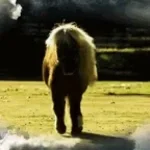 ByeBye Lil' Sebastian