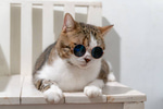 Cat meow sound effect