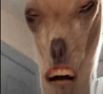 Record (online voice recorder