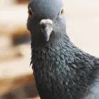 Pigeon AI #18