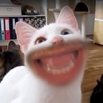 Markiplier meow B****