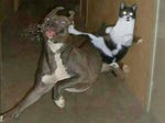 Gato vs Cachorro