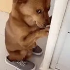 dog-breaks-thougth-door