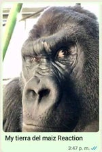 Nuevo top 1 en Torreon Coahuila