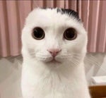 Come With Me (Dreamybull) Meme Sound Effect