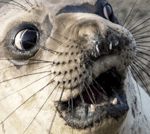 Dzwięki Avast [PL] - Sound