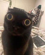 SOMETHING JUST SNAPPED