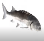 Spining Fish (bumpy ride)