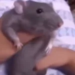 RAT DANCING :D