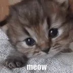 Kitten, what are you doing meow