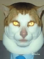 Monday left me broken cat