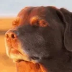 cooked dog let me know!