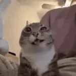 bleh 1