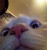 TombstoneCatsShortVersion