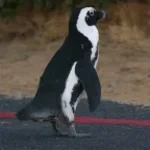 Small Penguin Sounds 2