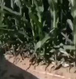 omg its korn