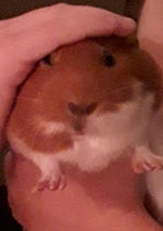 Ching Cheng Hanji LYRICS