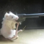 cmere u scally wag (copy)