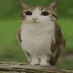Meowl