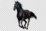 horse