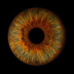 Fractures in the Static