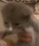 khalidkashmiri original cat meme - Sound