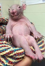 Zeddy Will Freak You (feat