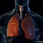 my lungs when im breathing