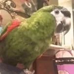 küfür eden papağan berduş