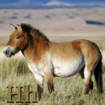 who’s horse is that