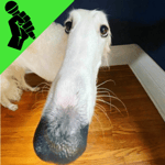 Didn't i do it for You