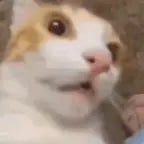 Oh my god cat