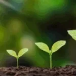 Sementes Anhanguera - Comercial