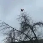 chicken scream (copy)