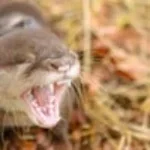 Otter Scream (copy)ye