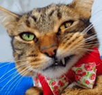 killNSX PHONKY SCARY SKELETONS from YouTube