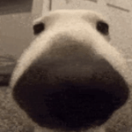 Football crowd GOAL sound effect