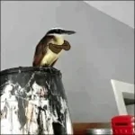 bem-te-vi-eletronica