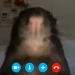 Skype