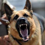 German Shepherd Barking V2
