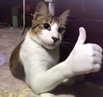 bocchi the rock part1