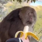 Monkey Banana