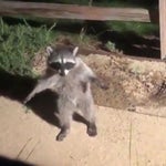 pipipi(plantilla meme)