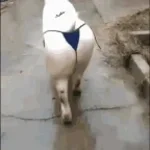 app #özzürlü sövüş