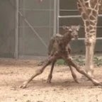 JUIRA BICHO [original](MP3_160K) - Sound