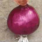 onion dance loop