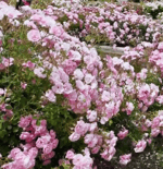 Porter Robinson Blossom (Official Audio) CGsmf g9kho