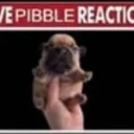 Scream of endless agony, pain and suffering (copy)